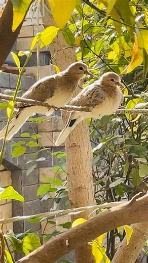 Asian koel (Cuckoo bird) #shorts #koel #bird