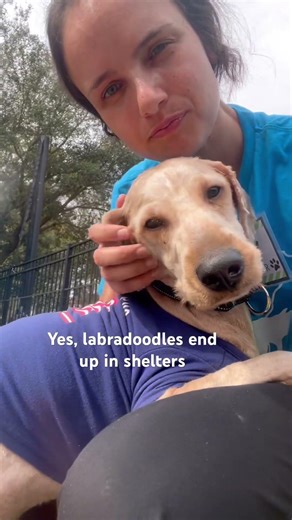 Sweet labradoodle needed cuddles at the shelter