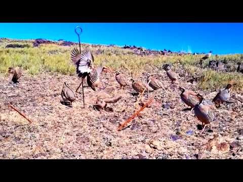 Daily Bird Hunting in the Wild – Real Action | Unbelievable Bird Trap #World_Adventure_Skill