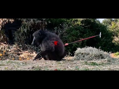Monkeys and Baboons, Blowgun and Broadhead Testing