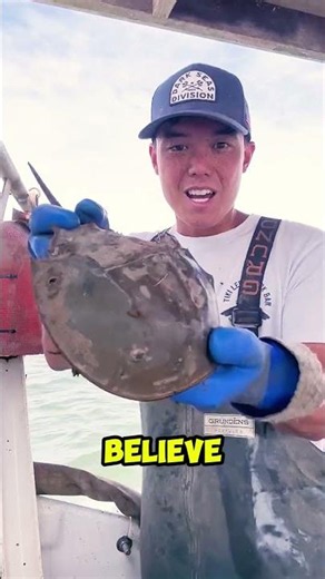 This 450 million year old crab saves human lives😱🦀 #Shorts #HorseshoeCrab #BlueBlood #ScienceFact