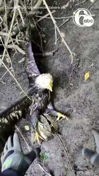 Sodden Bald Eagle Rescued and Taken for Treatment