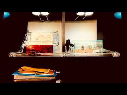 🔴 Ants at Work - Nest - Day 1978, Messor Barbarus Ants Live Webcam, Ant Farm in Hamburg, Germany