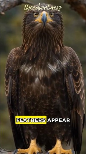BALD eagles life span just mesmerized 🦅 #animalfacts #baldeagle #eagles #birds