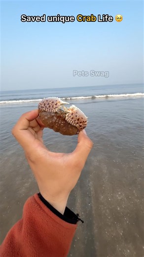 Saved Unique crab from sea shore 🥹