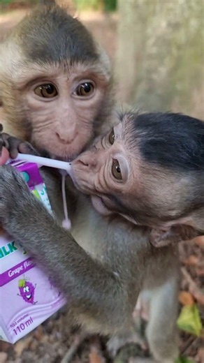 Lovely Baby Monkey With Mom Take Care #shorts