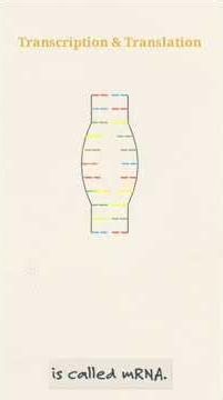 Transcription Explained 🧬 | How DNA Becomes mRNA