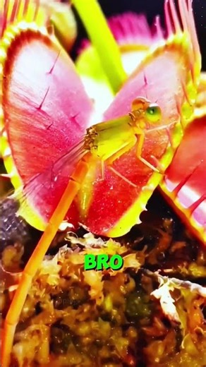 Top 3 Carnivorous Plants That Eat Living Things 😱 (Nature Is SCARY)