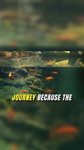 Why this is the perfect aquarium setup 🌿🐟 #fishtank #aquarium #nature