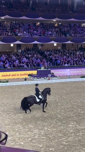 Stallion Equestrian Edit