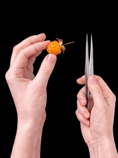 The Most Satisfying Cloudberry Stem Extraction Ever… 🔬🤯#oddlysatisfying #asmr #macro #foryoupage #cloudberry