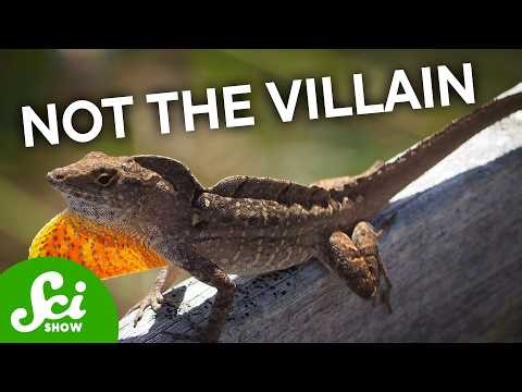 7 Times Invasive Species Actually Helped