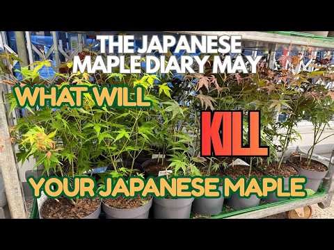 What will kill your Japanese Maple? - Diagnosis and cure!