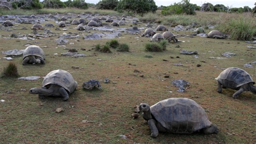Researchers find 180,000 giant tortoises living on island