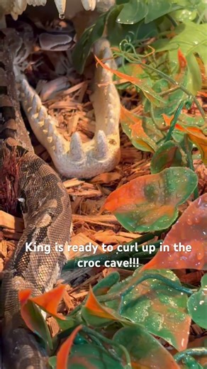 My ball python taking cover in his croc cave before nightfall!!!! #ballpython #snake #shortvideo