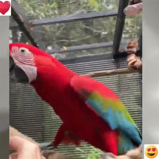 Ringneck and conur breeding#mucaw#cockatoo#lorry#african grey#electus#ringneck#yellow ringneck#raw#e