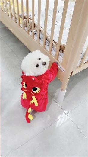 This Dog Trick Went TERRIBLY Wrong 😱🐶 #shorts #animals #cat #trending #viral #viralvideo