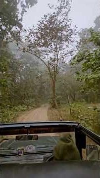 Phato Eco Tourism Zone Safari ! Jim Corbett National Park