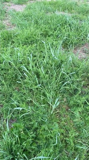 Hairy vetch is exploding