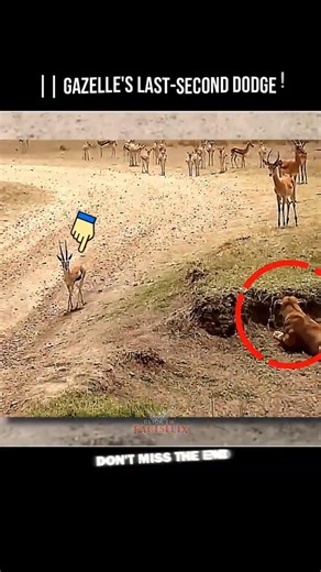 || Lion Vs Gazelle ! 😱😱😱 #trending #viral #shorts ...