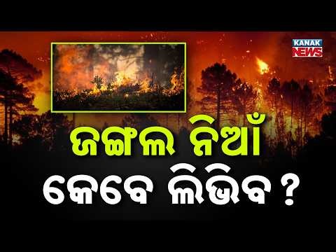 Big Shock! Thousands of Trees Destroyed, Forest Dept Fails to Control Fire