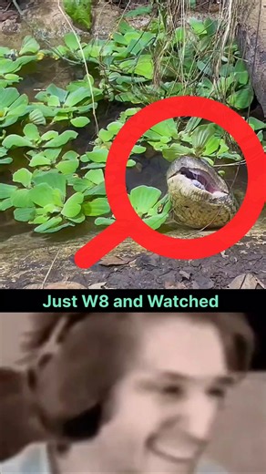 How Wide Can an Anaconda Open Its Mouth? 🐍#shorts #ytshorts #wild #viralvideo