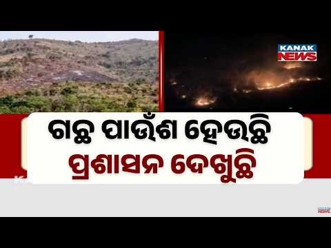 Massive Forest Fire in Malkangiri! Crores Worth Trees Turn to Ash in Chitrakonda