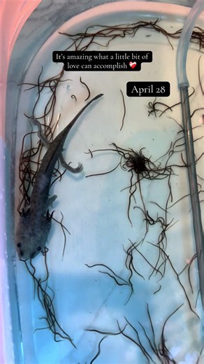 Axolotl rescue: baby’s recovery with love