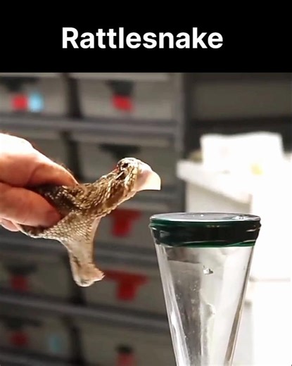 Rattlesnake in Action | Rattlesnake | Snake | Snake Video | USA | America