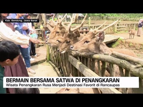 Liburan Seru Bareng Hewan di Lereng Ijen dan Taman Burung Palembang