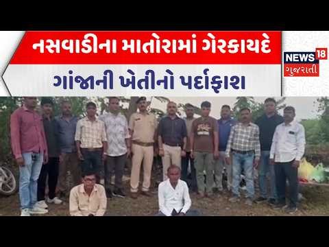 Chotaudepur Crime News | નસવાડીના માતોરામાં ગેરકાયદે ગાંજાની ખેતીનો પર્દાફાશ | Police | News18
