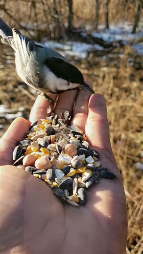 Let the peaceful sound ✨💚 #piano #birdsounds @NaturesQuietHarmony624