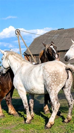 Mares Waited So Long for the Stallion 🐎❤️ | Emotional Horse Reunion