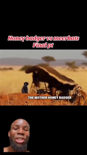 Honey badger vs meerkats: honey badger don’t joke with her cubs