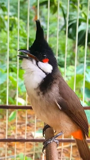 chào mào mái siêu kích trống căng lửa, kích bổi ra giọng #chaomao #chaomaohothay #birds