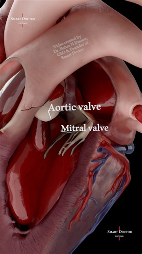 The 4 Valves That Rule the Heart 👑🫀
