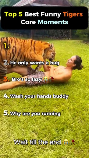 RANKING TOP 5 Best Funny Tigers Core Moments! 🐅😹 #shorts #tiger