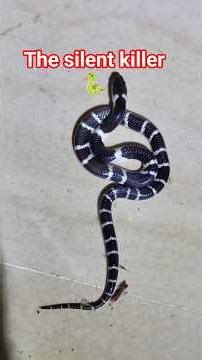 വീടിനകത്ത് പാമ്പ് എങ്ങനെ വന്നു🐍| Avoiding snakes indoors #urbansnakelife #sarpa #dangeroussnake