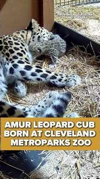Amur leopard cub born at Cleveland Metroparks Zoo