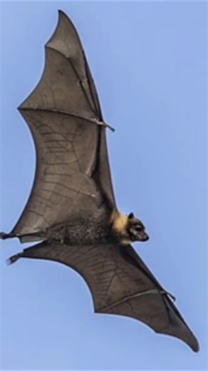 Sanjay Gandhi National Park#shorts #edutropism #wildlife #nationalparks