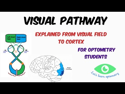 Visual Pathway Explained from Visual Fields to Visual Cortex