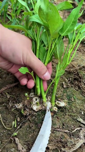 Spinach Harvesting Technique! 🥬✂️ | Fresh Garden Harvest!