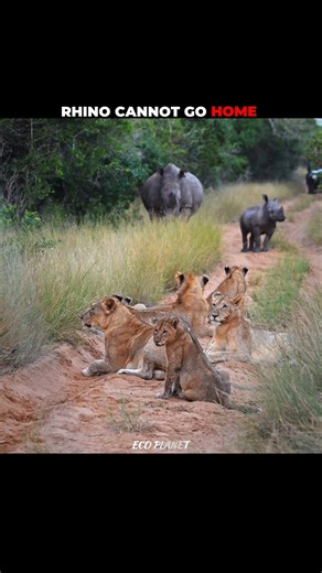 Lion v/s Rhino & Elephant #shorts #animal #wildlife #animalshorts #animalplanet #wild #lion #rhino