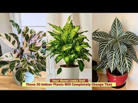 20 Best Indoor Plants for Color and Life | Rare Varieties, Bold Foliage and Easy Care