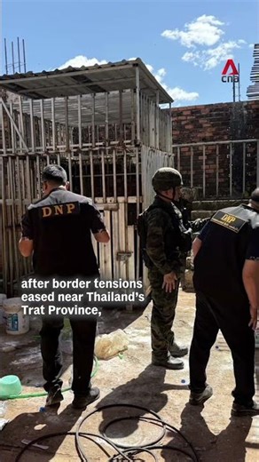 Starving lions, bears found in border Cambodian casino rescued by Thai forces