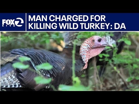 Bay Area man charged for killing wild turkey: DA | KTVU