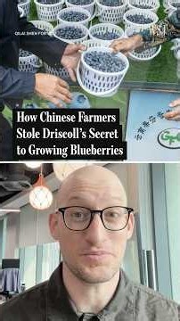 How China Stole Driscoll's Secret for Blueberries | WSJ