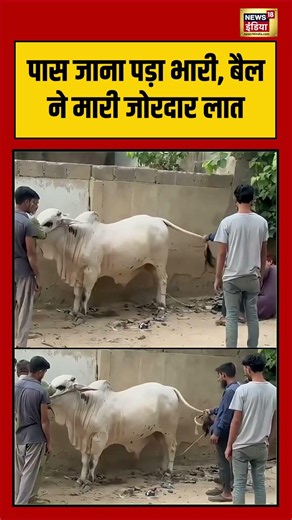 Viral Video | पास जाना पड़ा भारी, बैल ने मारी जोरदार लात | #shorts #viralnews #viralvideo