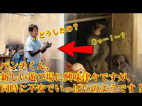 【最新】 今日のパンチ君🐵パンチくん、新しい遊び場に興味津々ですが、同時に不安でいっぱいのようです！