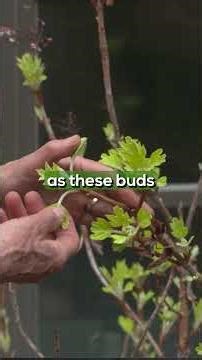 Oakleaf Hydrangea Spotlight 🌿 | Perfect Shrub for Shade